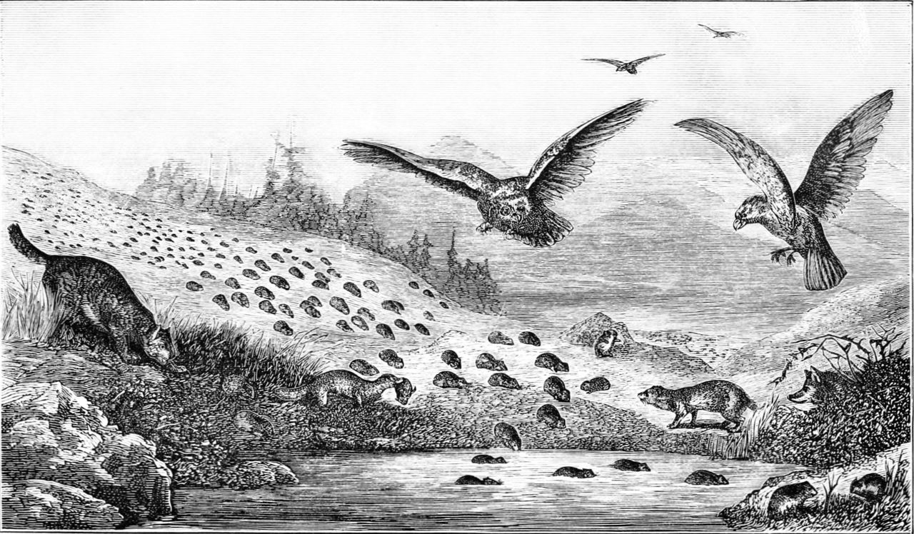 Lemmings in migration by unknown author in 1877, in Popular Science Monthly Volume 11, pp. 385-386 is available through Public Domain